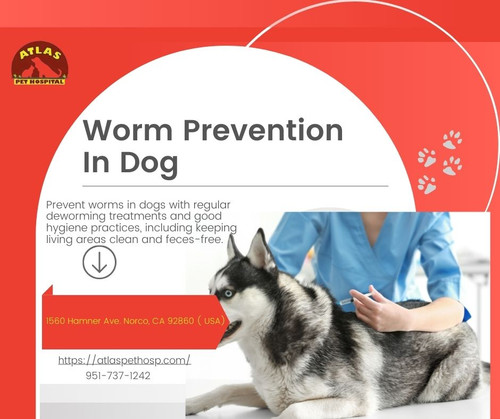 Worm Prevention In Dogs - Atlas Pet Hospital.jpg