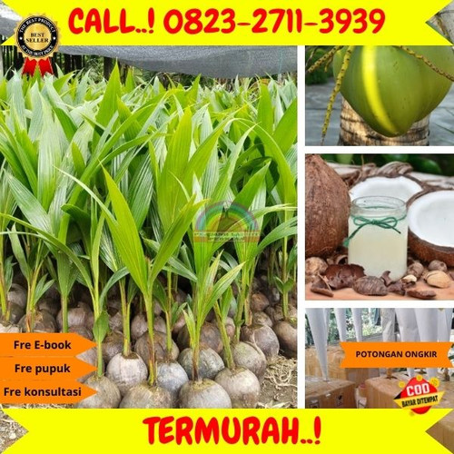 GRATIS KONSULTASI ! H.Tovix CALL : 0823-2711-3939 Jual Bibit Kelapa Muda di Kebumen-Gombong-Wonosigr.jpg