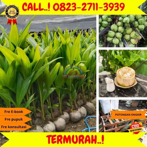 GROSIRAN ! H.Tovix CALL : 0823-2711-3939 Jual Bibit Kelapa Kecil Berbuah di Kebumen-Gombong-Patemon.jpg