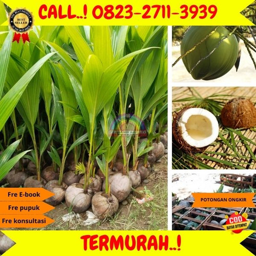 BANTING HARGA ! H.Tovix CALL : 0823-2711-3939 Jual Bibit Kelapa Kopra di Kebumen-Gombong-Wero.jpg