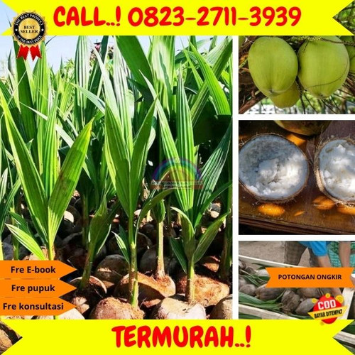 HARGA PARTAI ! H.Tovix CALL : 0823-2711-3939 Jual Bibit Kelapa Mini di Kebumen-Karanganyar-Giripurno.jpg