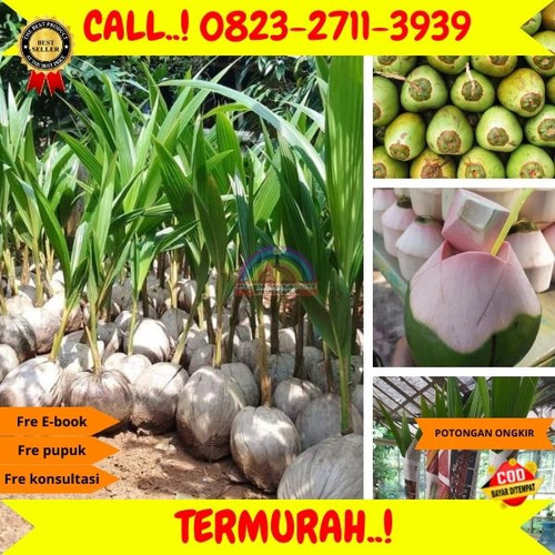 HARGA GROSIR ! H.Tovix CALL : 0823-2711-3939 Jual Bibit Kelapa Nias di Kebumen-Karanganyar-Grenggeng.jpg