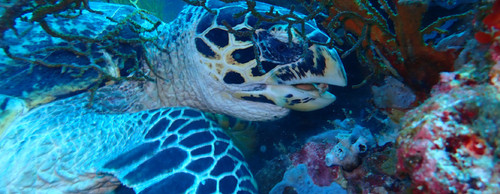 Ray Menjangan Dive 003.jpg