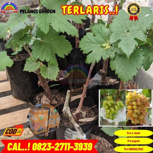 COD ! H.Tovix CALL: 0823-2711-3939 Jual Bibit Anggur Batang Di Kebumen.jpg