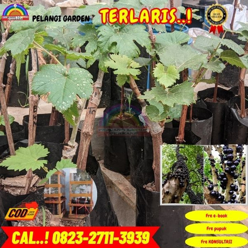 BIBIT UNGGULAN ! H.Tovix CALL: 0823-2711-3939 Jual Bibit Anggur Brazil Di Kebumen.jpg