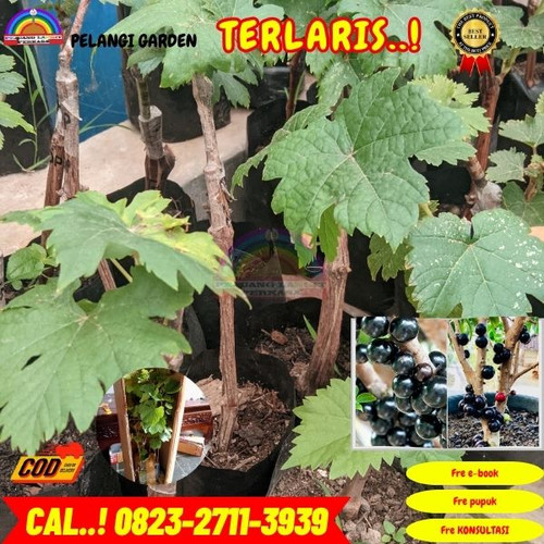 EKSLUSIF ! H.Tovix CALL: 0823-2711-3939 Jual Bibit Anggur Brazil Preco Di Kebumen.jpg