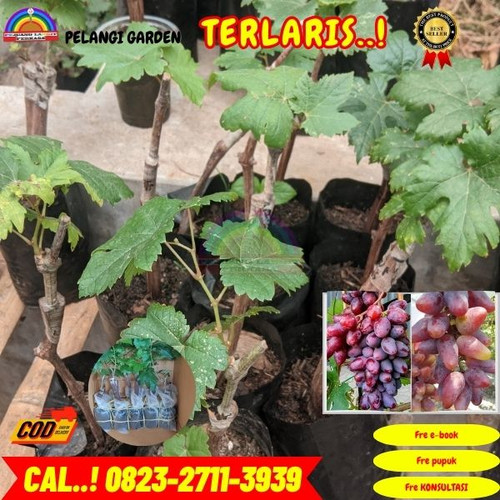 TERBATAS ! H.Tovix CALL: 0823-2711-3939 Jual Bibit Anggur Baikonur Di Kebumen.jpg