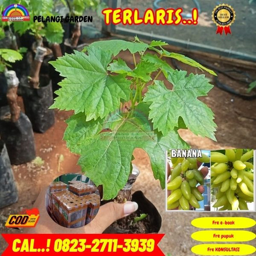 TERJANGKAU ! H.Tovix CALL: 0823-2711-3939 Jual Bibit Anggur Banana Di Kebumen.jpg