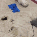 这都玩上打地鼠了.gif