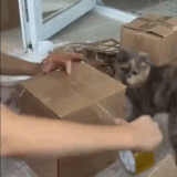 QdDF6ajEXuCOIlz.gif