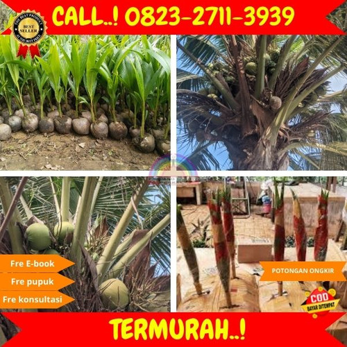 GROSIRAN ! H.Tovix CALL : 0823-2711-3939 Jual Bibit Kelapa Pandan Wangi di Kebumen-Karanganyar-Pohku.jpg