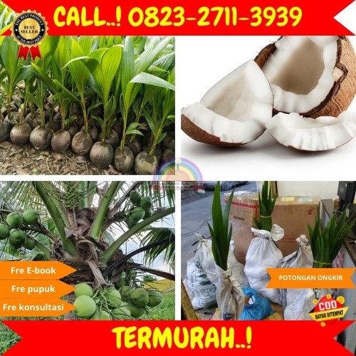 TERPERCAYA ! H.Tovix CALL : 0823-2711-3939 Jual Bibit Kelapa Pantai di Kebumen-Karanganyar-Panjatan.jpg