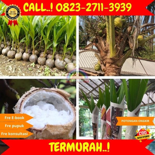 HARGA PENJUAL ! H.Tovix CALL : 0823-2711-3939 Jual Bibit Kelapa Png di Kebumen-Karanganyar-Karangany.jpg