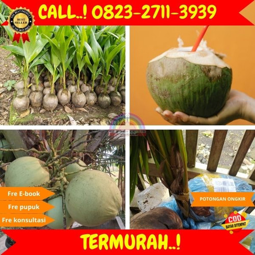 TERMURAH ! H.Tovix CALL : 0823-2711-3939 Jual Bibit Kelapa Pendek Berbuah Banyak di Kebumen-Karangan.jpg