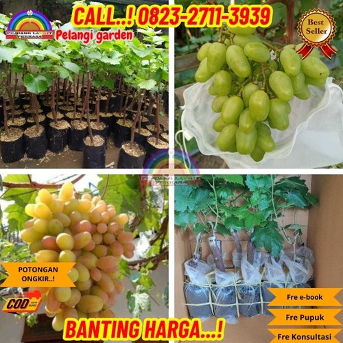 BISA COD ! H.Tovix CALL: 0823-2711-3939 Jual Bibit Anggur Dixon Di Kebumen.jpg