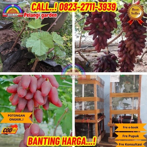 BIBIT UNGGULAN ! H.Tovix CALL: 0823-2711-3939 Jual Bibit Anggur Crv Di Kebumen.jpg