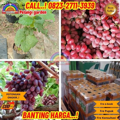 TERJANGKAU ! H.Tovix CALL: 0823-2711-3939 Jual Bibit Anggur Crimson Di Kebumen.jpg