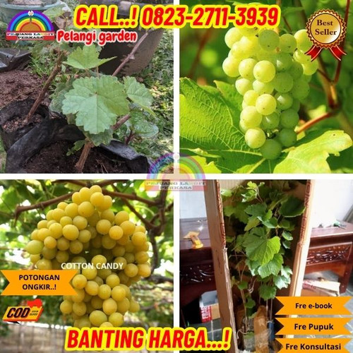 EKSLUSIF ! H.Tovix CALL: 0823-2711-3939 Jual Bibit Anggur Cotton Candy Di Kebumen.jpg