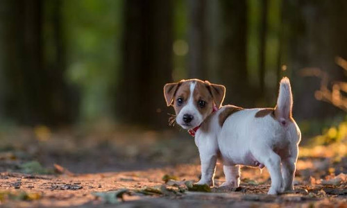 Jack Russell Terrier Fiyat.jpg
