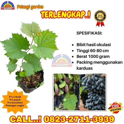 PARTAI BESAR ! H.Tovix CALL: 0823-2711-3939 Jual Bibit Anggur Genjah Di Kebumen.jpg