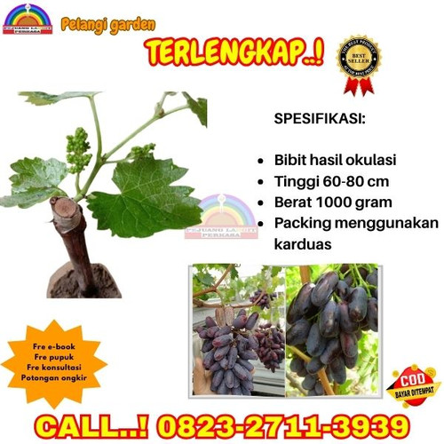 DISKON GILA ! H.Tovix CALL: 0823-2711-3939 Jual Bibit Anggur Giovani Di Kebumen.jpg