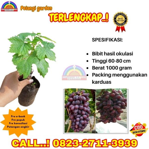 POTONGAN GILA ! H.Tovix CALL: 0823-2711-3939 Jual Bibit Anggur Giant Grande Di Kebumen.jpg
