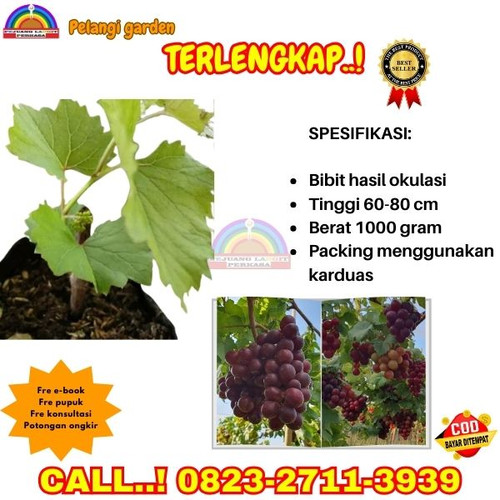 TERPERCAYA ! H.Tovix CALL: 0823-2711-3939 Jual Bibit Anggur Everest Di Kebumen.jpg