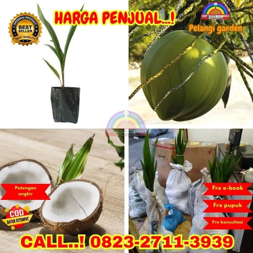 HARGA MURAH ! H.Tovix CALL : 0823-2711-3939 Jual Bibit Kelapa Hijau di Kebumen-Buluspesantren-Sidomo.jpg