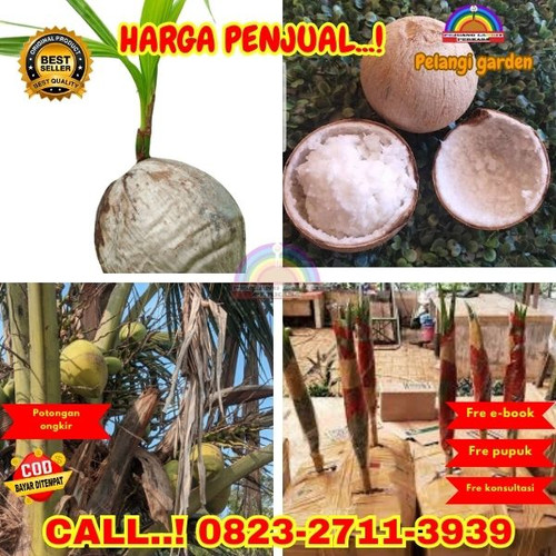 LANGSUNG PETANI ! H.Tovix CALL : 0823-2711-3939 Jual Bibit Kelapa Kopyor di Kebumen-Gombong-Kaliteng.jpg