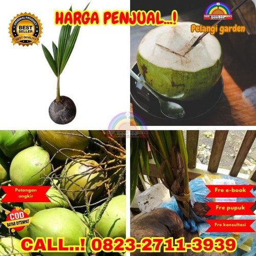 PROMO RESELLER ! H.Tovix CALL : 0823-2711-3939 Jual Bibit Kelapa Hijau Asli di Kebumen-Buluspesantre.jpg