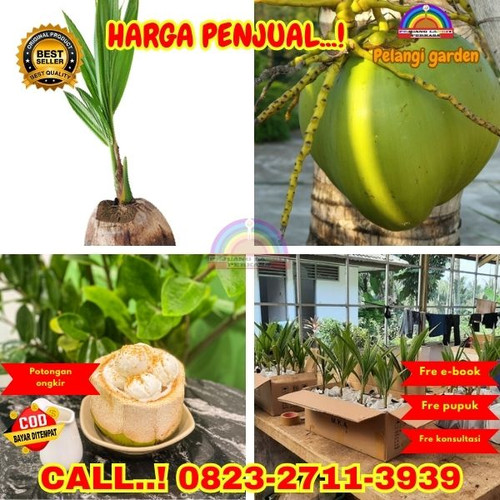 TERPERCAYA ! H.Tovix CALL : 0823-2711-3939 Jual Bibit Kelapa Hias di Kebumen-Buluspesantren-Tambakre.jpg