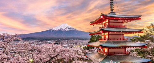 Japanese Cherry Blossom.jpg