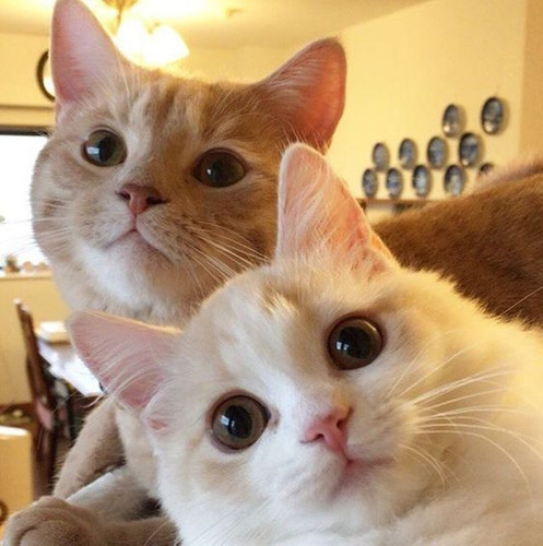 cats.jpg