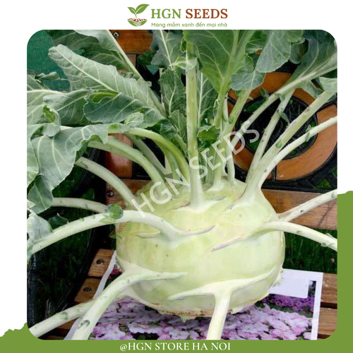 HGNSEEDS (4).png