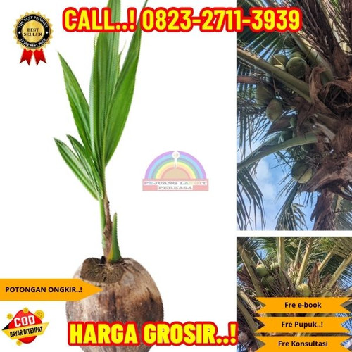 PROMO RESELLER ! H.Tovix CALL : 0823-2711-3939 Jual Bibit Kelapa Pandan Wangi di Kebumen-Karangsambu.jpg