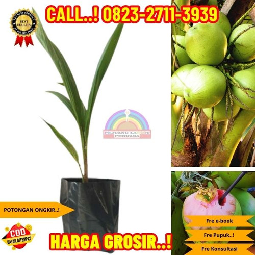 GROSIRAN ! H.Tovix CALL : 0823-2711-3939 Jual Bibit Kelapa Wulung di Kebumen-Karangsambung-Kalisana.jpg