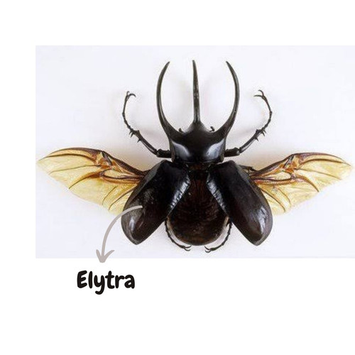 WhatsApp Image 2023 10 16 at 11.17.31 (1).jpg