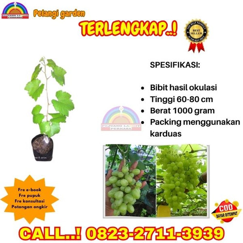 EKSLUSIF ! H.Tovix CALL: 0823-2711-3939 Jual Bibit Anggur Hijau Di Kebumen.jpg