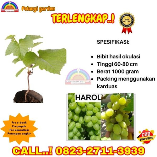 TERBATAS ! H.Tovix CALL: 0823-2711-3939 Jual Bibit Anggur Harold Di Kebumen.jpg