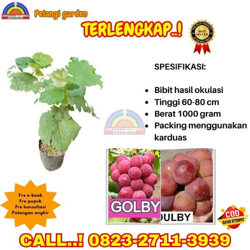 BIBIT UNGGULAN ! H.Tovix CALL: 0823-2711-3939 Jual Bibit Anggur Golby Di Kebumen.jpg