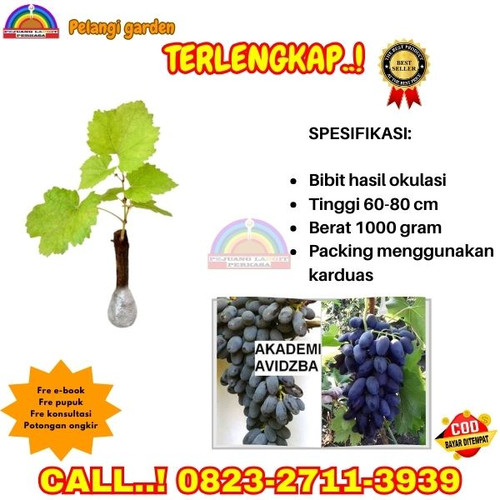 COD ! H.Tovix CALL: 0823-2711-3939 Jual Bibit Anggur Hitam Di Kebumen.jpg