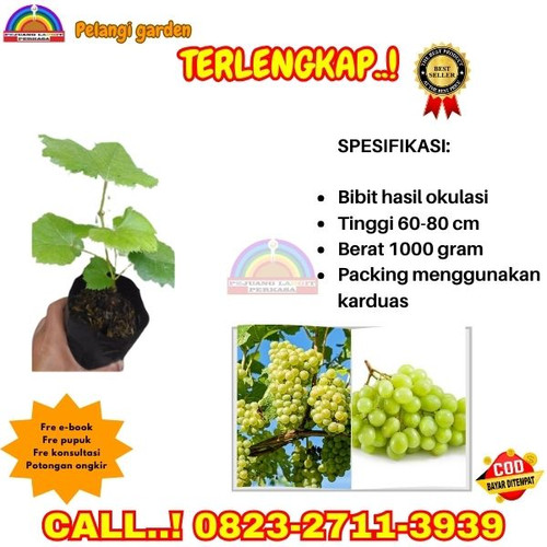 TERJANGKAU ! H.Tovix CALL: 0823-2711-3939 Jual Bibit Anggur Hijau Tanpa Biji Di Kebumen.jpg