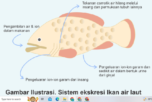 osmosis 2.png