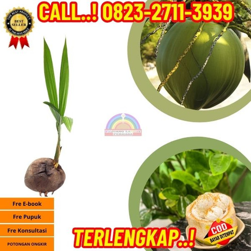 PAKET PENJUAL ! H.Tovix CALL : 0823-2711-3939 Jual Bibit Kelapa Ratu di Kebumen-Karanggayam-Clapar.jpg