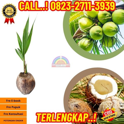 HARGA PARTAI ! H.Tovix CALL : 0823-2711-3939 Jual Bibit Kelapa Rangda di Kebumen-Karanggayam-Ginando.jpg