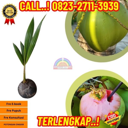 GRATIS KONSULTASI ! H.Tovix CALL : 0823-2711-3939 Jual Bibit Kelapa Rendah di Kebumen-Karanggayam-Bi.jpg