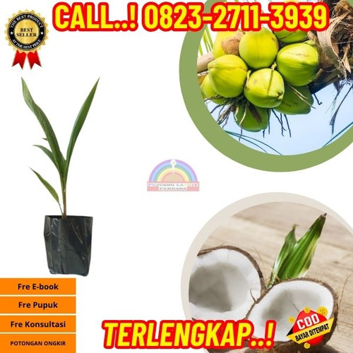 HARGA GROSIR ! H.Tovix CALL : 0823-2711-3939 Jual Bibit Kelapa Rewulu di Kebumen-Karanggayam-Giritir.jpg
