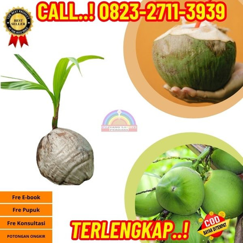 PROMO RESELLER ! H.Tovix CALL : 0823-2711-3939 Jual Bibit Kelapa Pinggir Pantai di Kebumen-Karangany.jpg