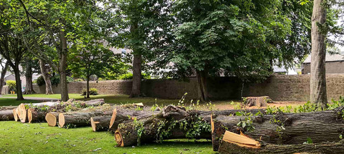 Emergency Tree Removals Philadelphia.jpg