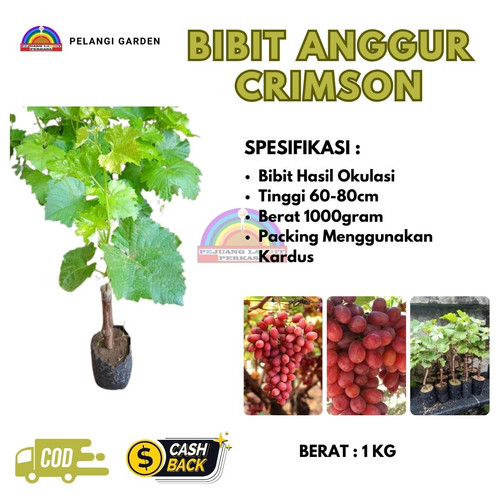 LANGSUNG PETANI ! H.Tovix CALL: 0813-8015-3311 Penjual Tanaman Buah Anggur Crimson Ke Jemaja-Kepulau.jpg